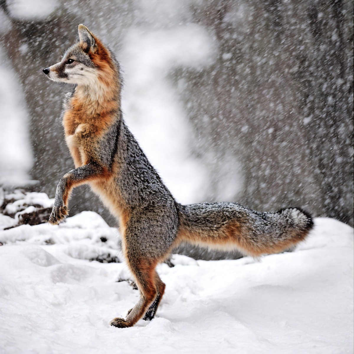 urocyon, snow, photograph, masterpiece, on hind legs, <lora:greyfox:0.6>